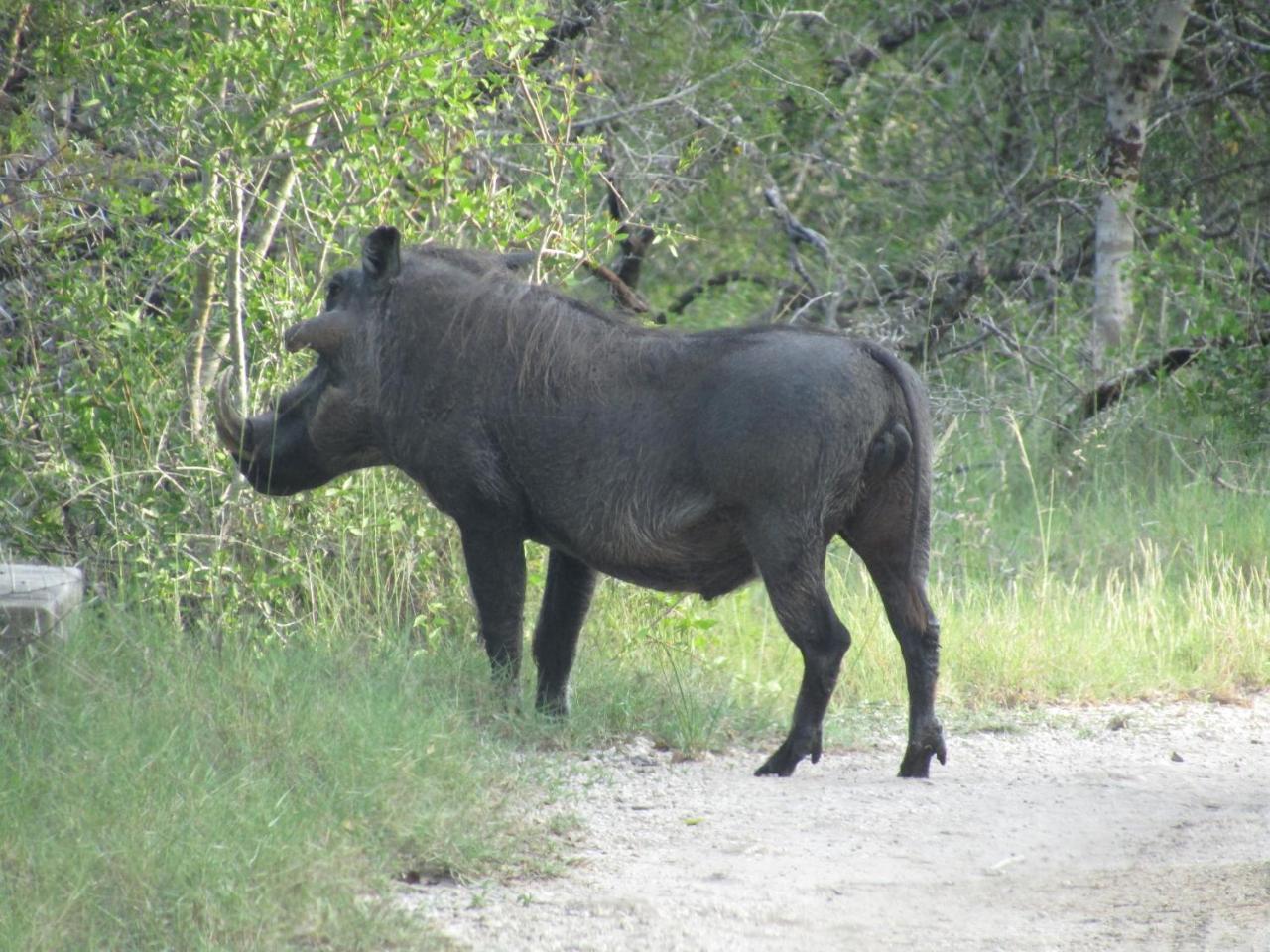 Tembe Elephant Park Lodge Sihangwane Ngoại thất bức ảnh